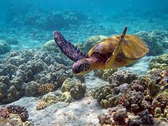 Chelonia mydas on a Hawaiian coral reef.