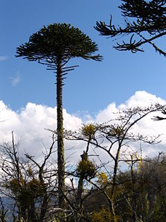 Araucaria araucana in the Chilean Andes