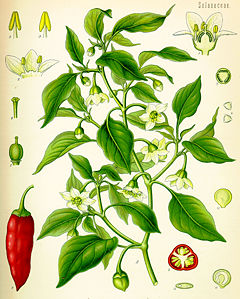 Illustration Capsicum annuum0.jpg