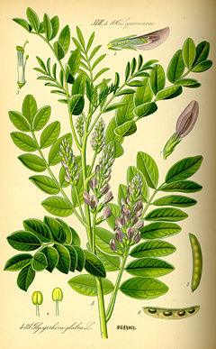 Illustration Glycyrrhiza glabra0.jpg