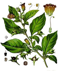 Illustration from Koehler's Medicinal Plants 1887