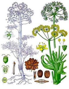 Ferula scorodosma syn. assafoetida