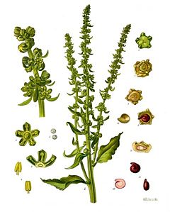 Beta vulgaris subsp. vulgaris