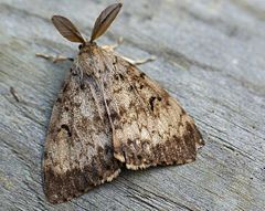 Adult male gypsy moth