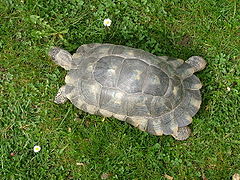 Sardinian Marginated TortoiseTestudo marginata sarda