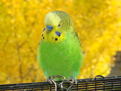 Male Budgerigar, nominate colouring