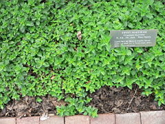 Origanum majorana.jpg