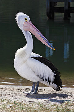 Australian Pelican (Pelecanus conspicillatus).