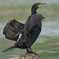 Double-crested Cormorant, Phalacrocorax auritus