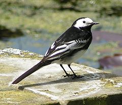 Male Pied Wagtail,Motacilla alba yarrellii (Britain and Ireland)