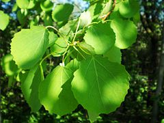 Foliage of Populus tremula