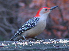 Male Red-bellied Woodpecker, (Melanerpes carolinus)