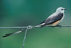 Scissor-tailed FlycatcherTyrannus forficatus