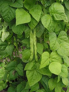 Plant with immature fruit