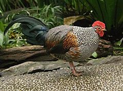 Male Grey Junglefowl, Gallus sonneratii