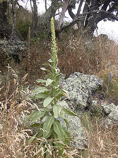 Second year plant starting to flower, with a dead stem of the previous year, behind left