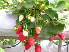 Garden strawberries grown hydroponically.