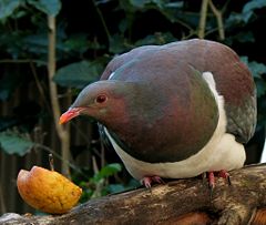 At Nga Manu Reserve, Waikanae