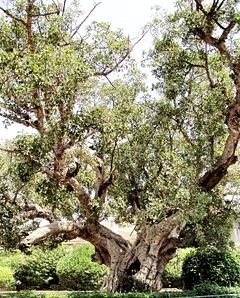 Sycamore Fig, Ficus sycomorus