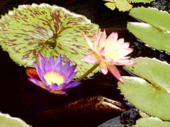 Water Lily with Flower