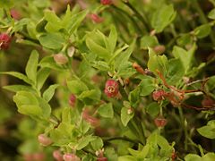 Bilberry in flower