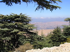 Lebanon Cedar in Al Shouf Cedar Nature Reserve, Barouk, Lebanon