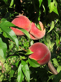 Foliage and fruit