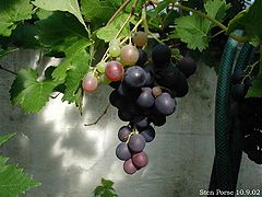 Vitis-vinifera.JPG