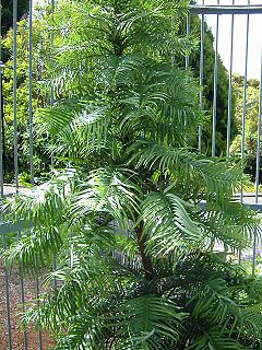 Young specimen in a botanical garden protected from theft by a steel cage