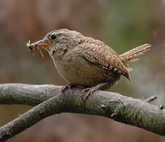 Winter Wren (Troglodytes troglodytes)