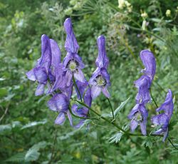 Aconitum variegatum