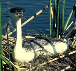 Clark's Grebe, Aechmophorus clarkii