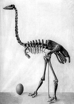 Aepyornis maximus skeleton and egg