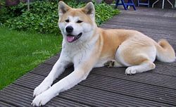 Akita inu.jpeg