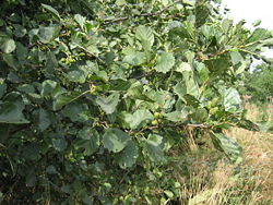 Black Alder (Alnus glutinosa)