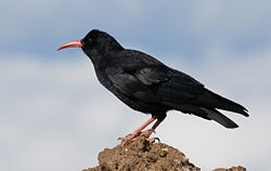 Adult European subspecies P. p. erythropthalmus