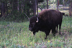 American Bison (Bison bison)