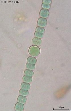 Anabaena sphaerica