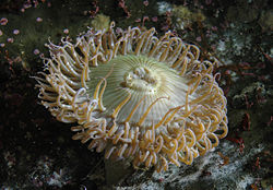 Sea anemone at the Monterey Bay Aquarium