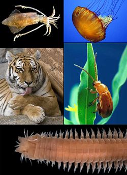 Clockwise from top-left: Loligo vulgaris (a mollusk), Chrysaora quinquecirrha (a cnidarian), Aphthona flava (an arthropod), Eunereis longissima (an annelid), and Panthera tigris (a chordate).