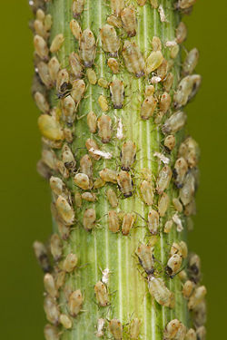 Aphids feeding on a fennel stalk