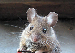 wood mouse, Apodemus sylvaticus