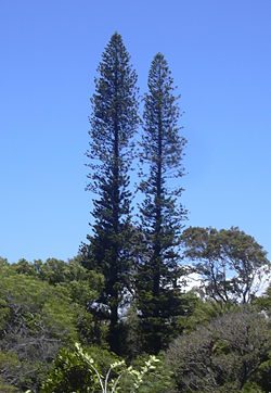 Araucaria columnaris