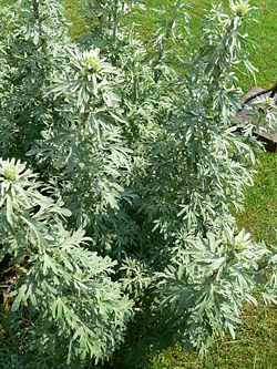 Artemisia absinthium growing wild in the Caucasus