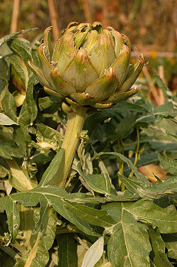 Artichoke Cynara cardunculus Head 2000px.jpg