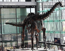 Diplodocus carnegiei skeleton from the Museum für Naturkunde, on temporary display at the Berlin Hauptbahnhof while the museum was renovated in 2007