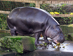 A pygmy hippopotamus at Bristol Zoo.