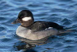 Bufflehead