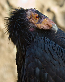 California-Condor3-Szmurlo edit.jpg