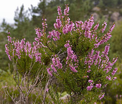 Flowering Calluna vulgaris